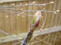 2013-0303-1330_June_Berry_7,1C